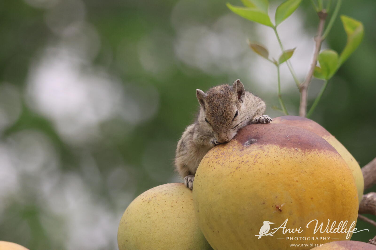 A wildlife photograph by Anvi