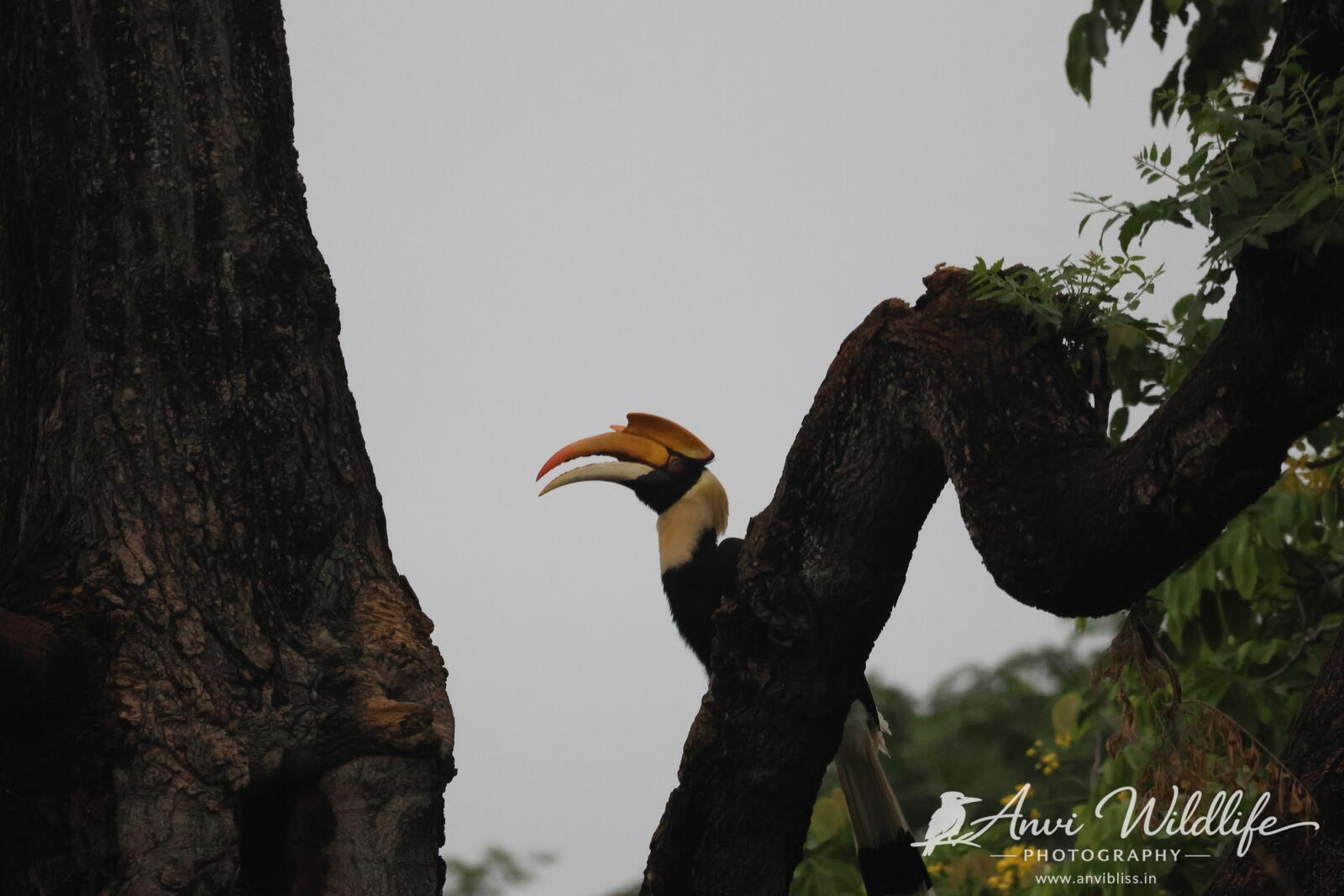 Hornbill perched among forest branches