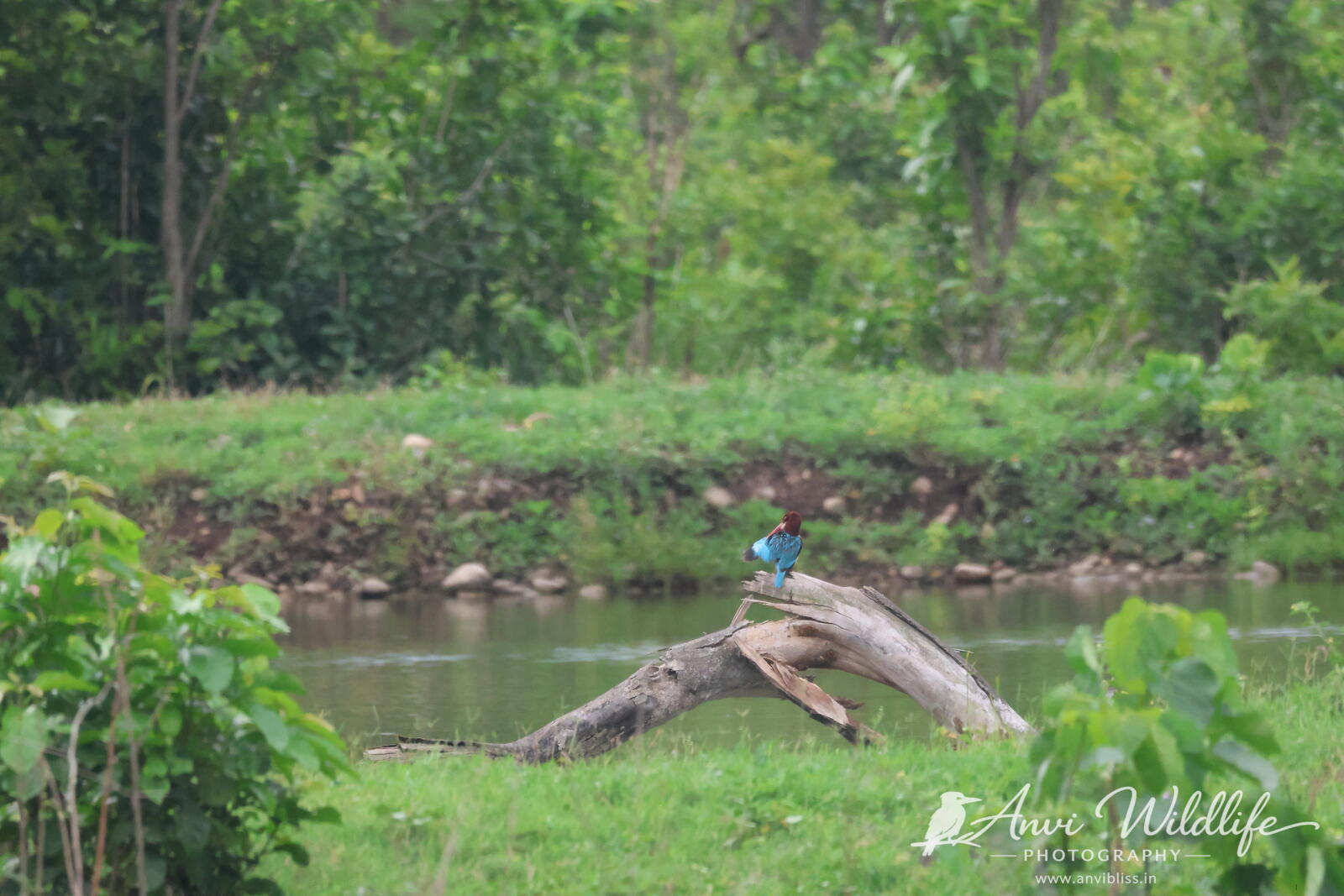 Bird beside stones at the water's edge