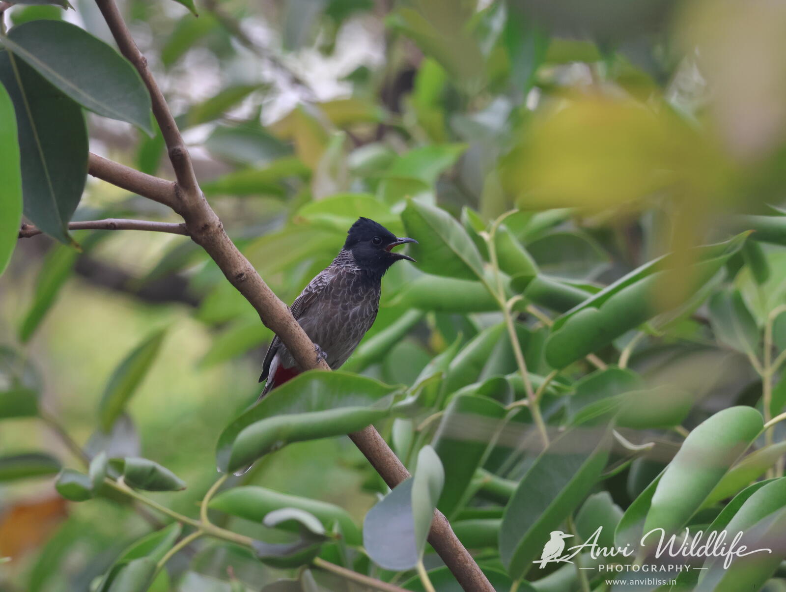 Dark bird perched among garden leaves